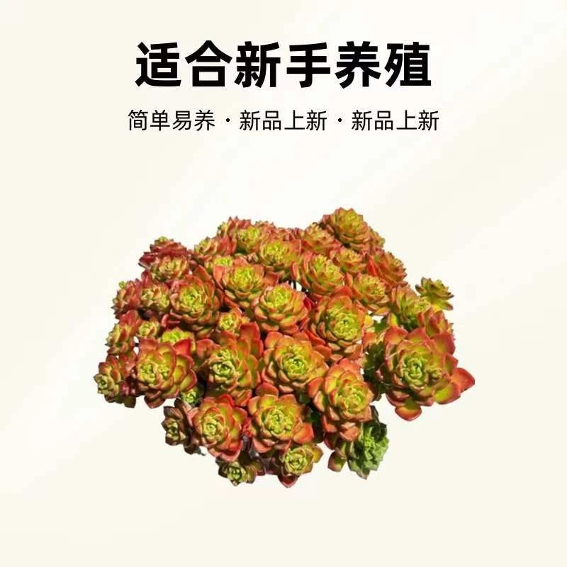 精品蒂亚玫瑰一颗