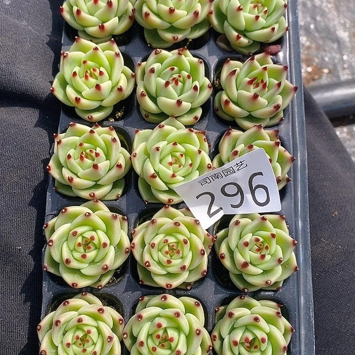 296 多肉植物盆栽花卉植物