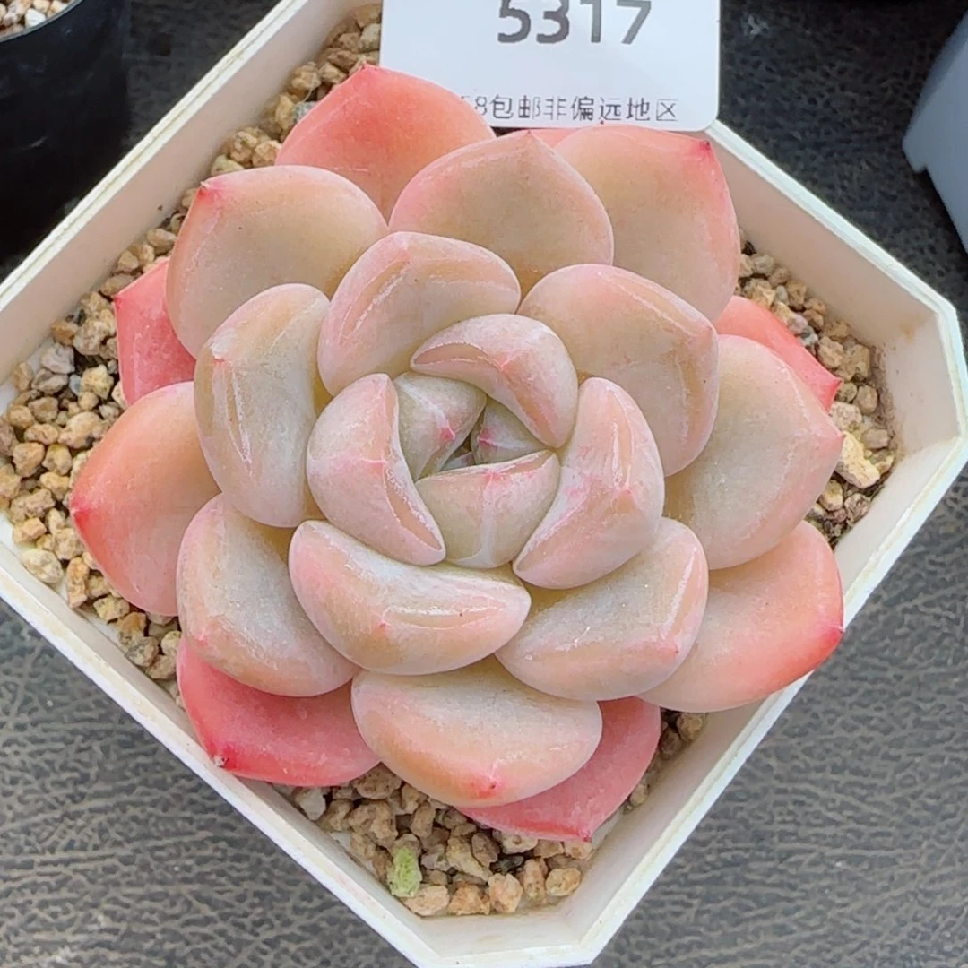 开播福利，5317多肉植物