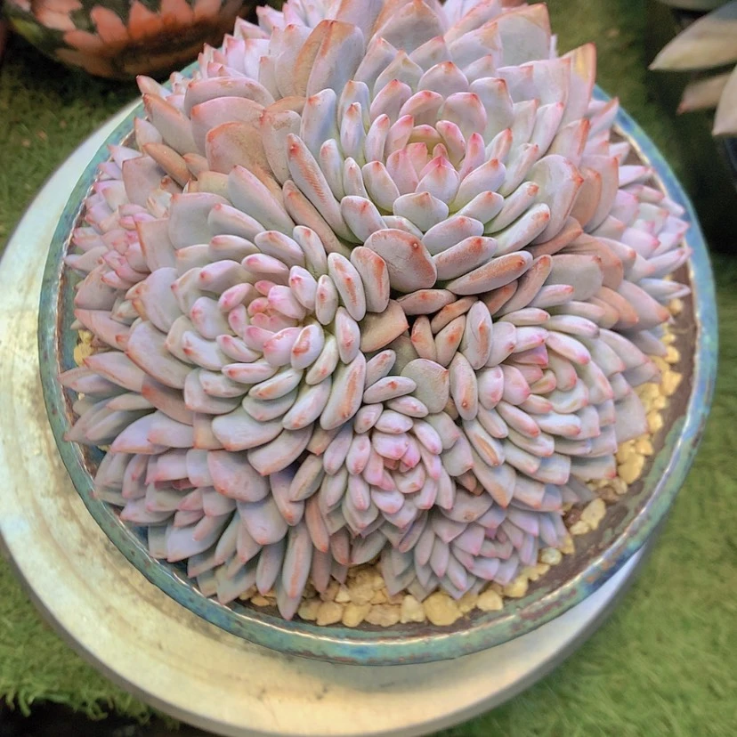 【闪购商品】彩虹星星橙