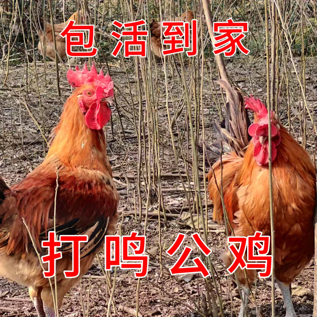 活鸡大公鸡两只七斤以上 安徽大别山散养土公鸡种鸡打鸣开叫