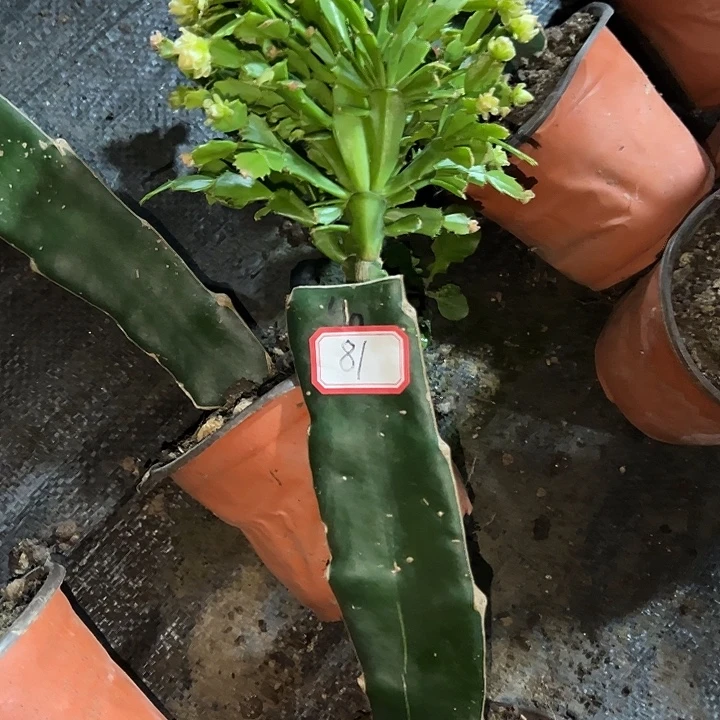 大***^，81号带盆050血月