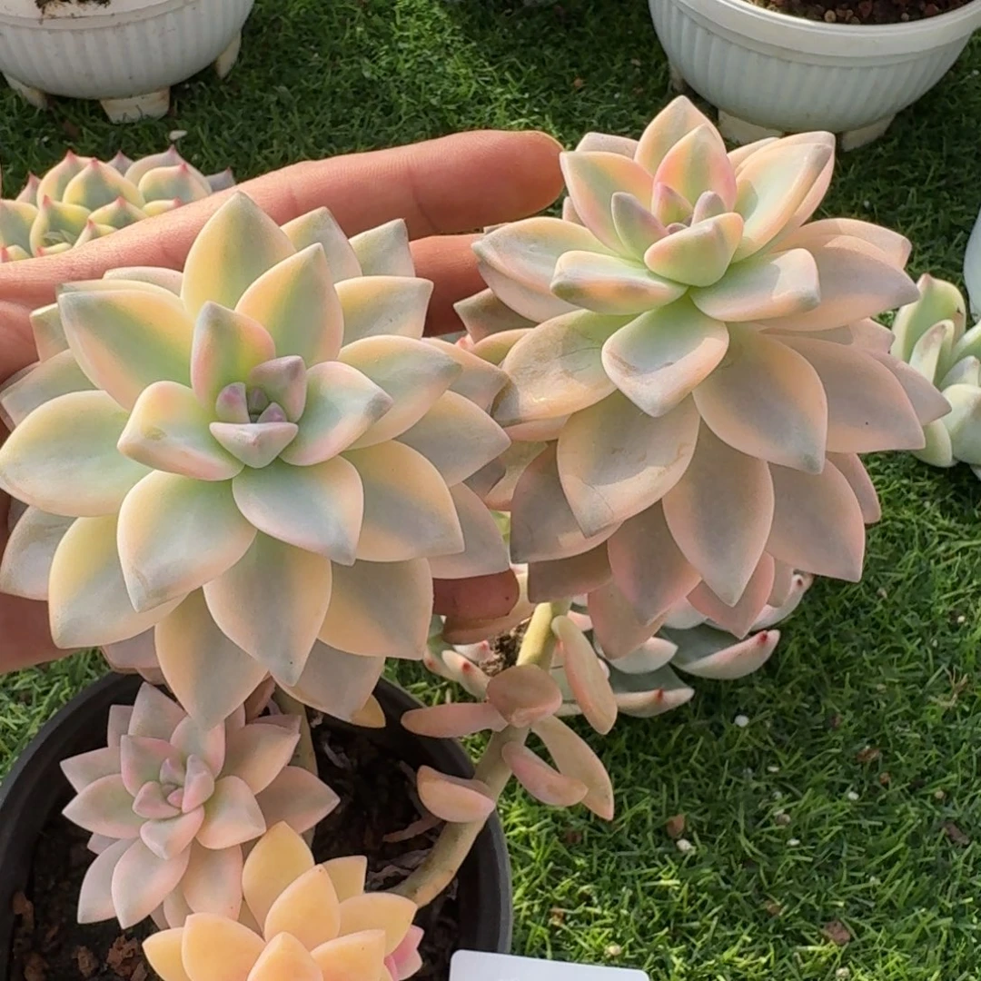 2623淡雪锦多肉植物的