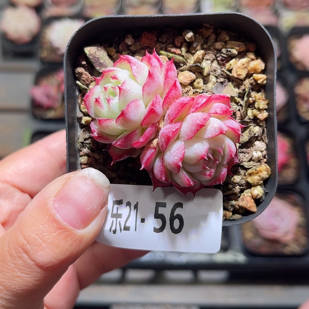 木乐21-56女王双头