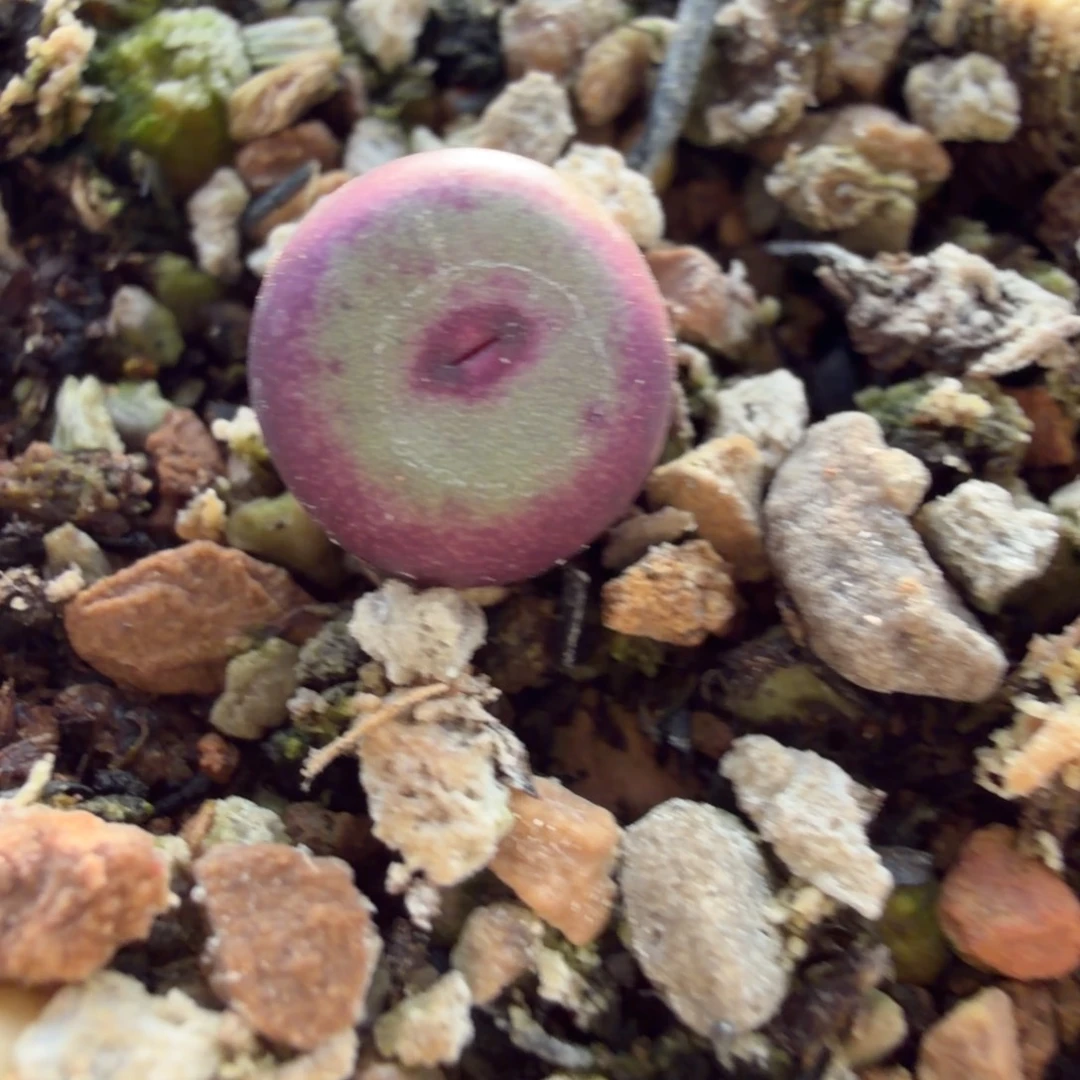 427嘴精品一颗801号