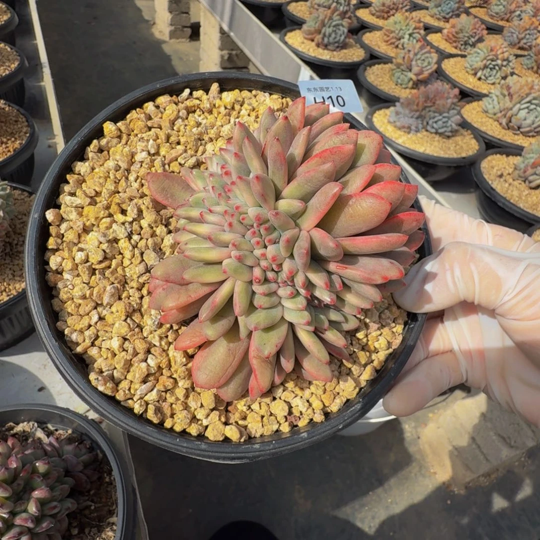 Y**Yh h h h h h h h h 10