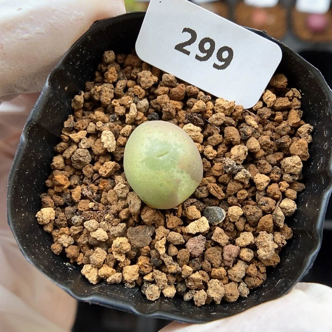 多肉植物A-299（1.2）嘴杂锦