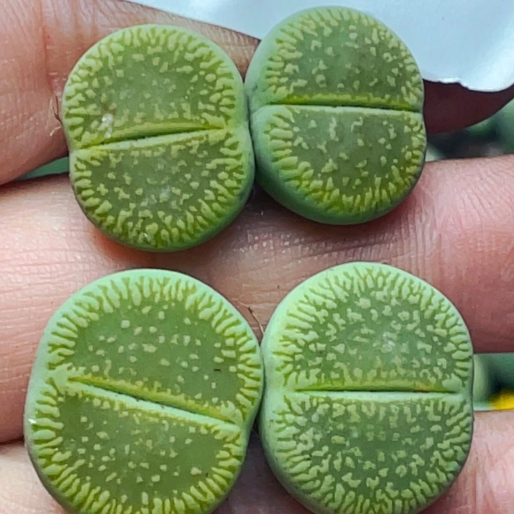 345绿光阳母本4颗