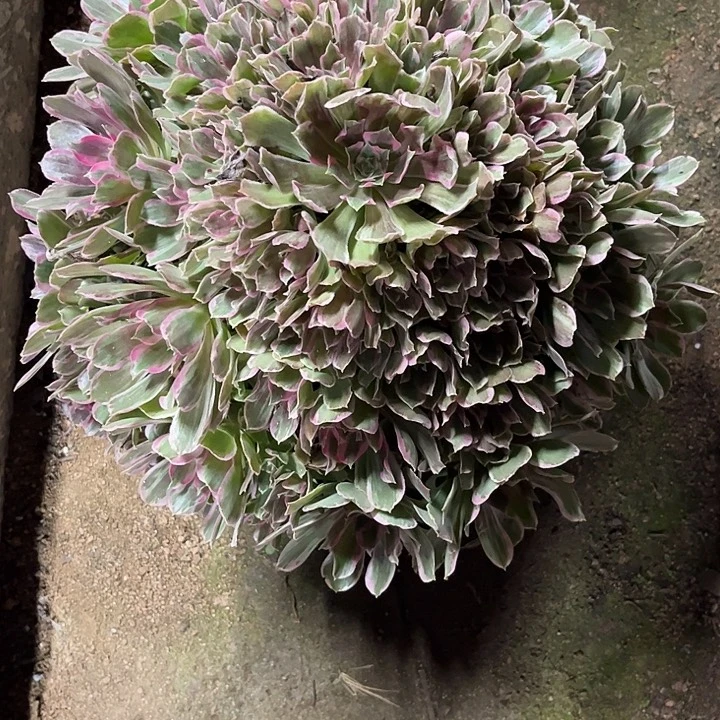 桓****多肉植物青丝锦………