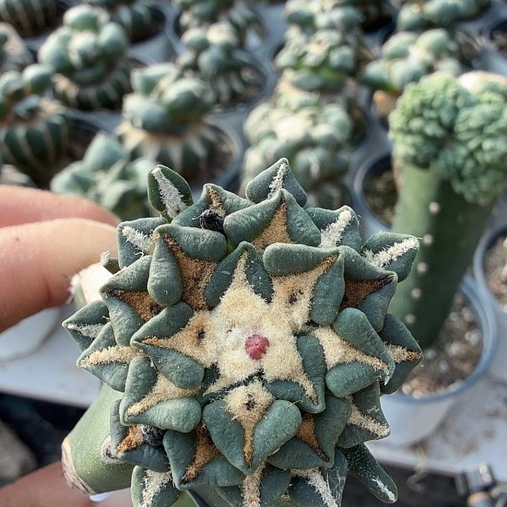 无花朵536红花馒头姬