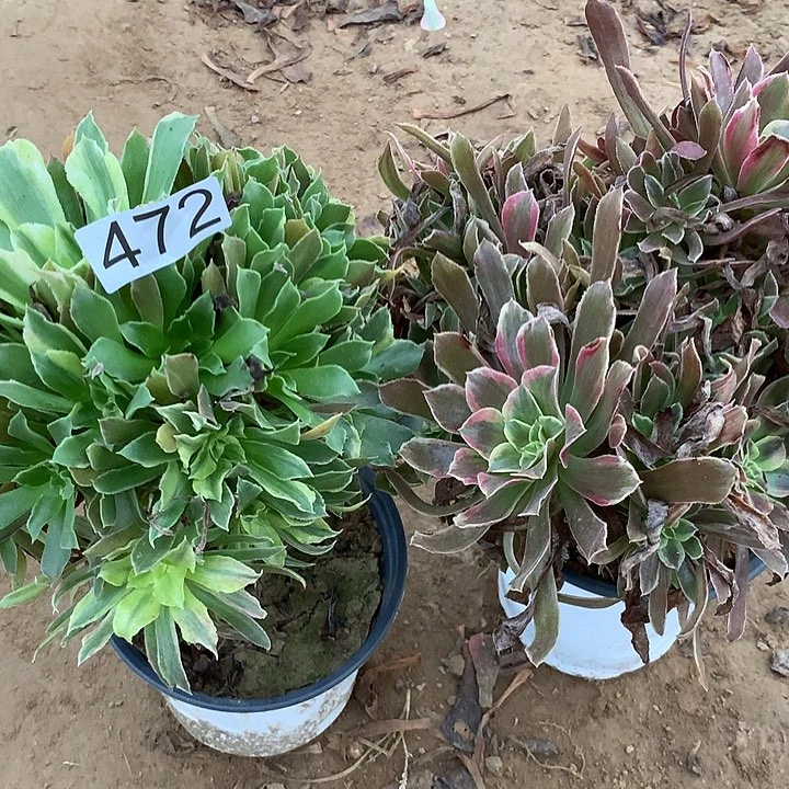 无花朵472光辉➕蒙娜丽莎多肉植物