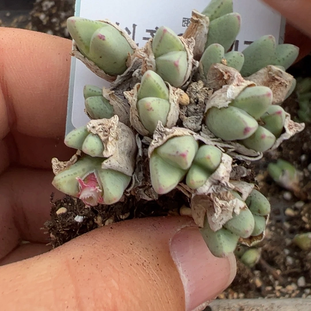 24-47肉锥多肉植物，