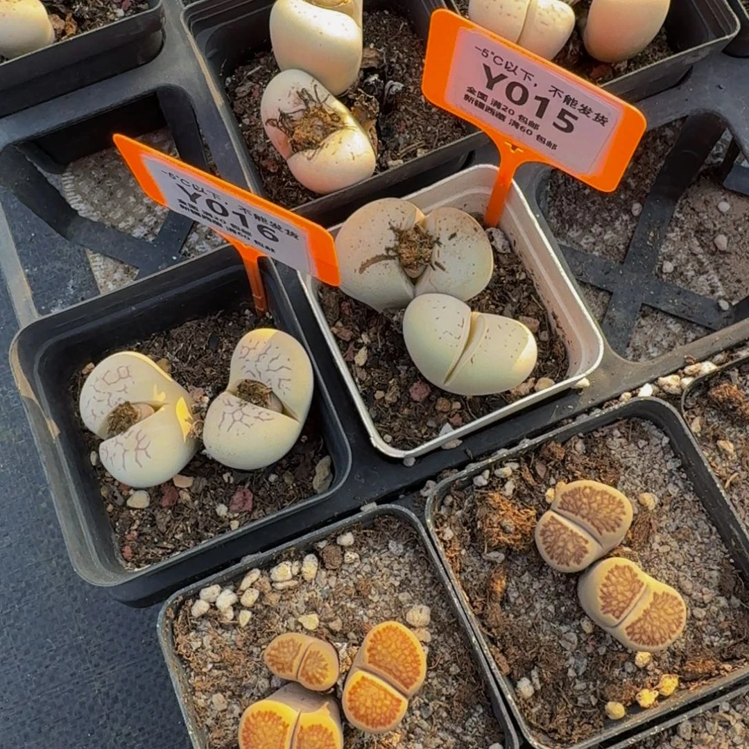 015.016 生石花大群生一物一拍