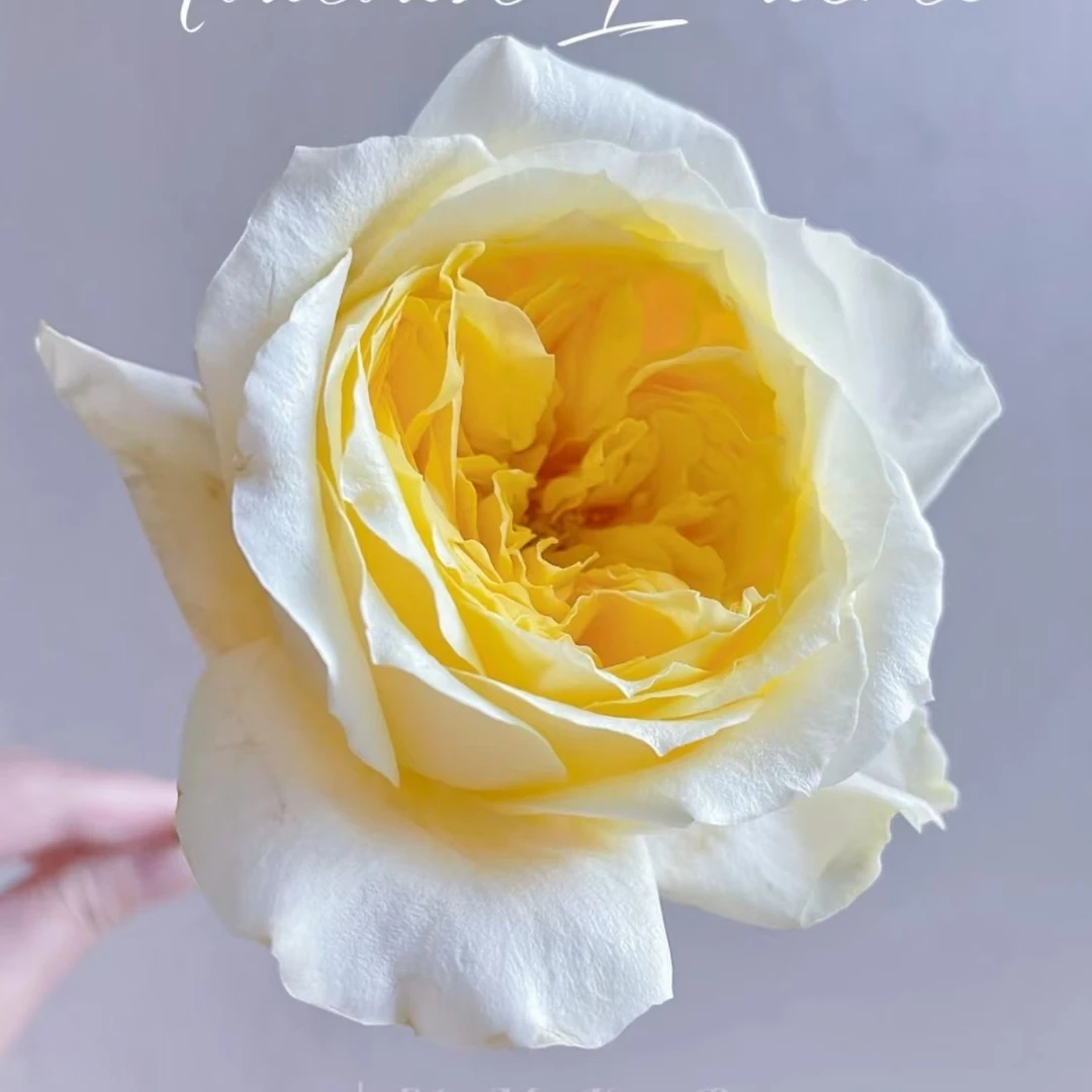 图卢兹浓香型大花黄色月季花苗四季花