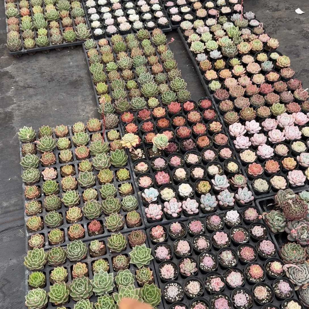 保底三十颗糖心麦秆混量拍18-19不带盆五号箱子发货