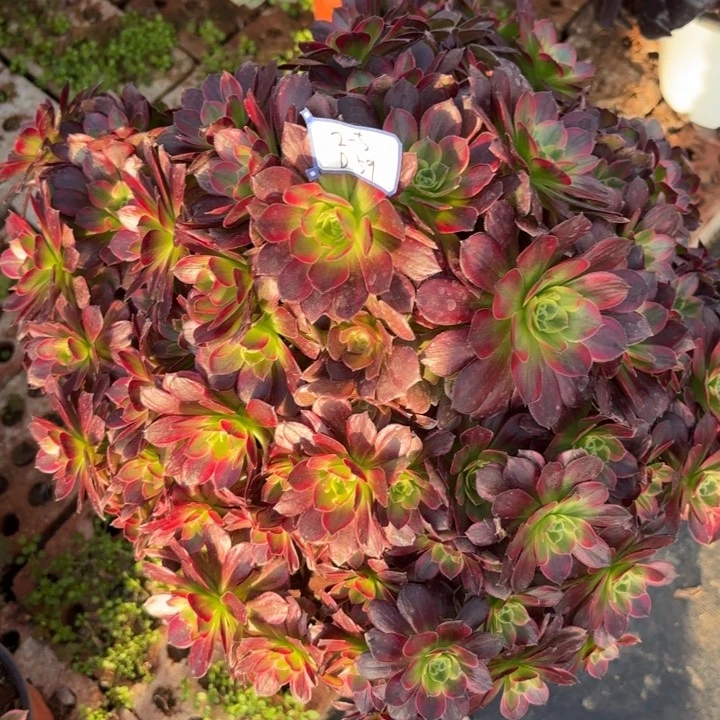 安娜朵朵多肉断枝不包59