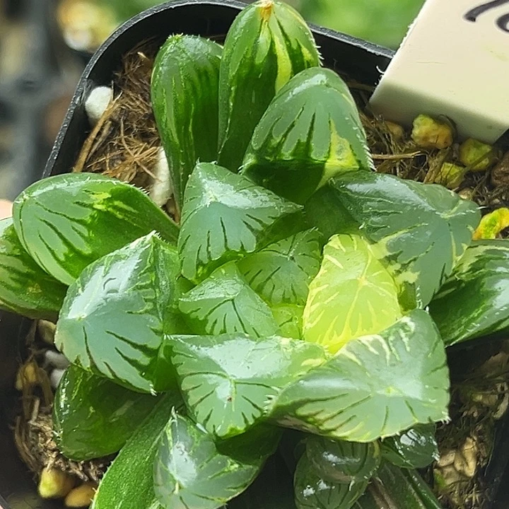 70双头别系玉露锦