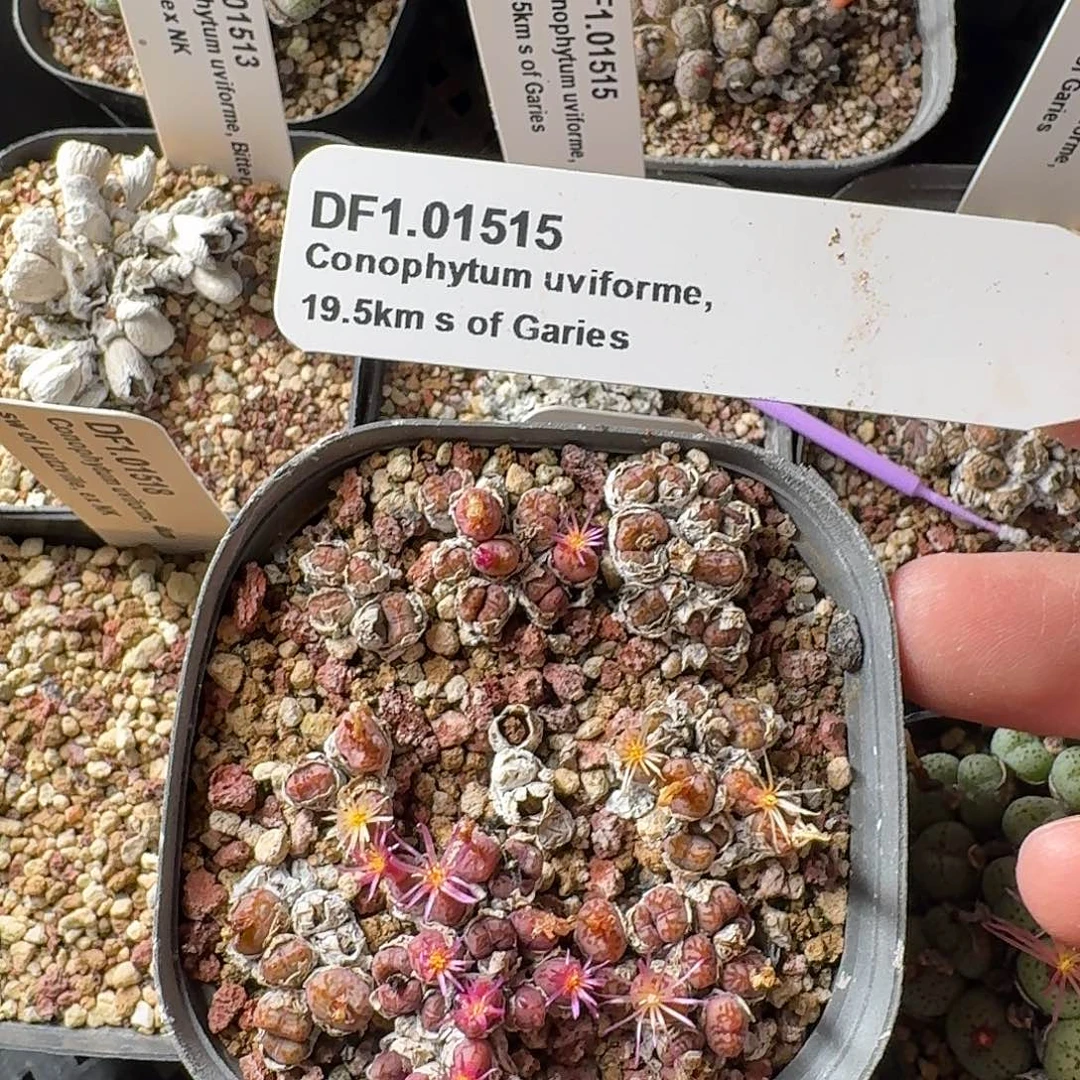 1.01515荧光玉肉锥脱土发