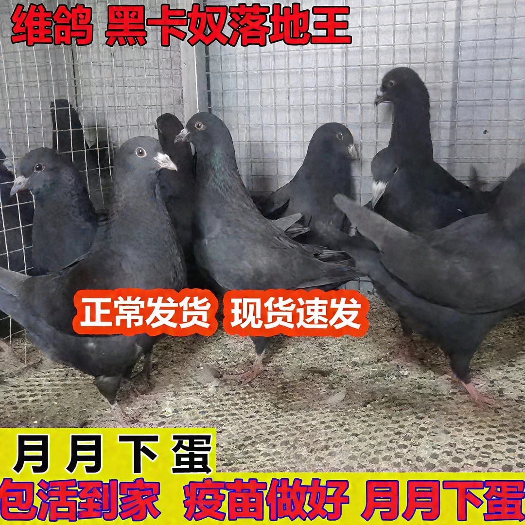 岁鸽子活体一对落地王鸽子纯种大体鸽活体生鲜肉鸽信鸽青年鸽子