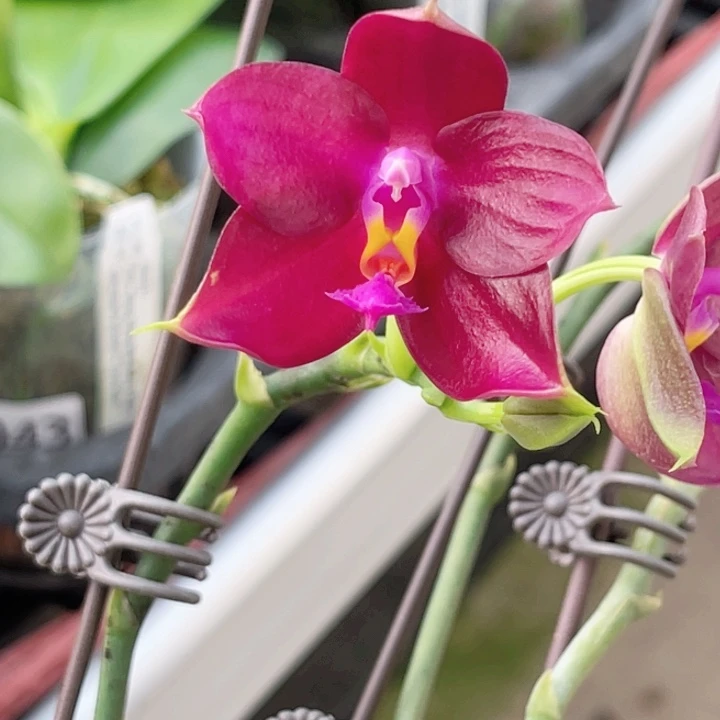 完全开放弥陀693-1540