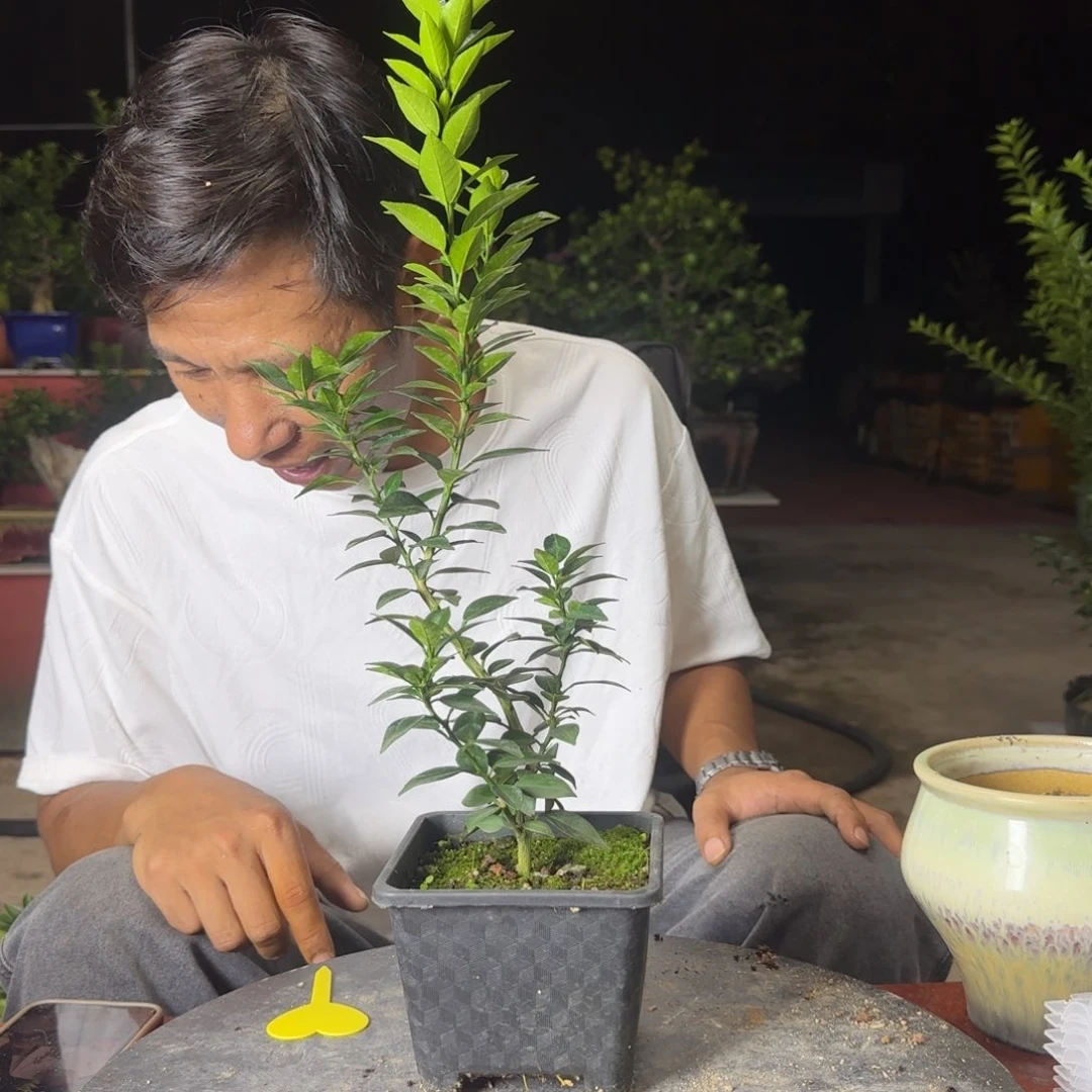 当前无花朵，栽培后可花朵張****）