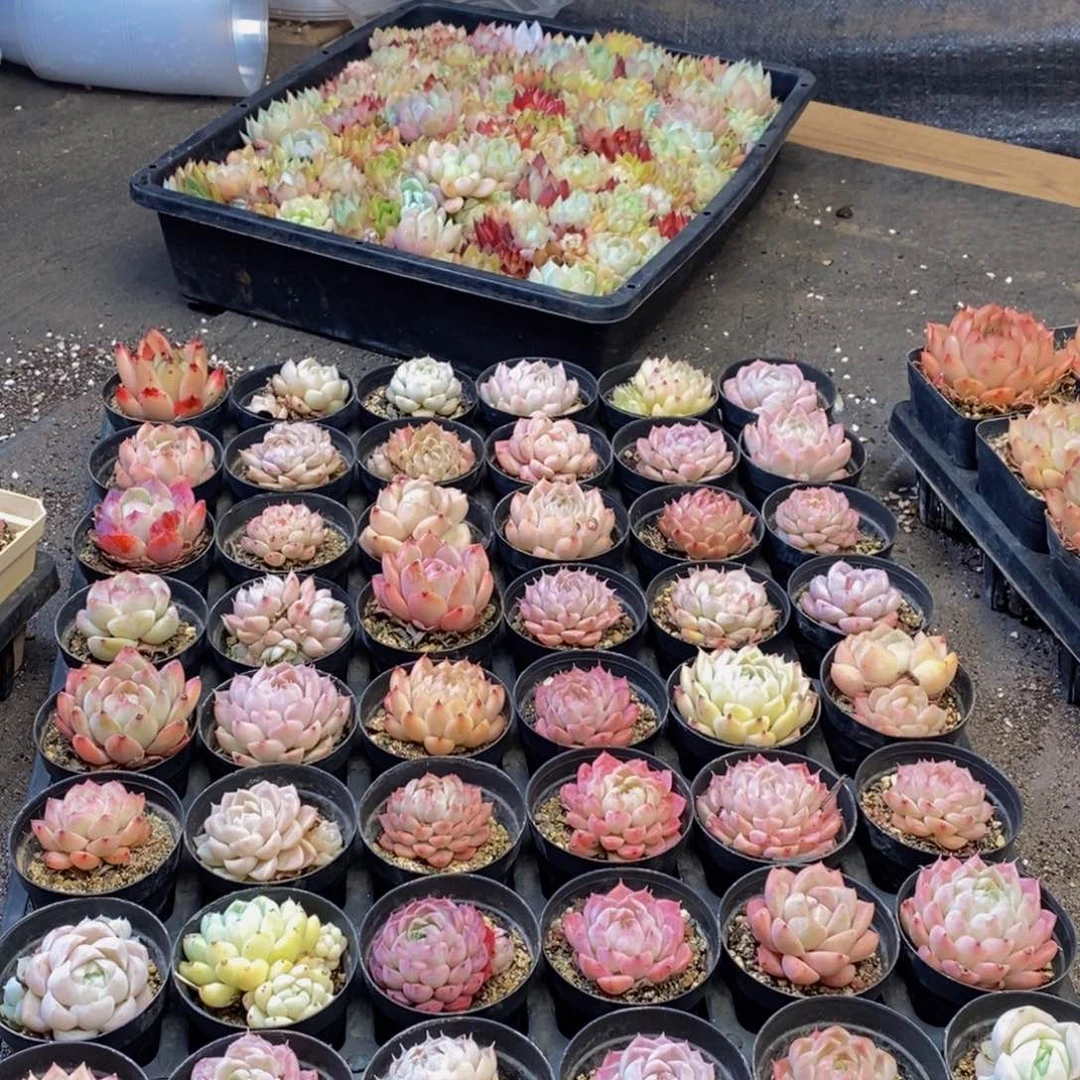 099多肉植物保护研究所所长助理