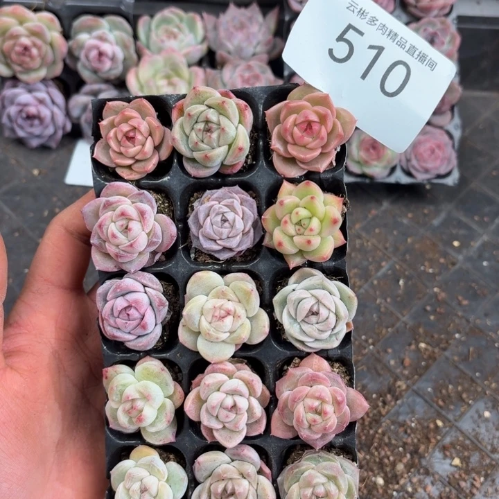 李***宁510。