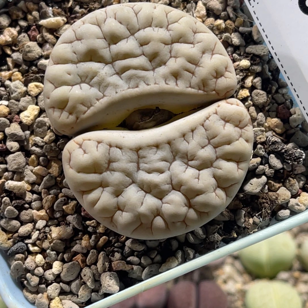 3538白底凹凸大肌肉189尺寸4.5