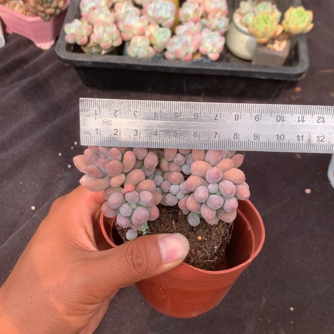 人工增水系统在国内已经