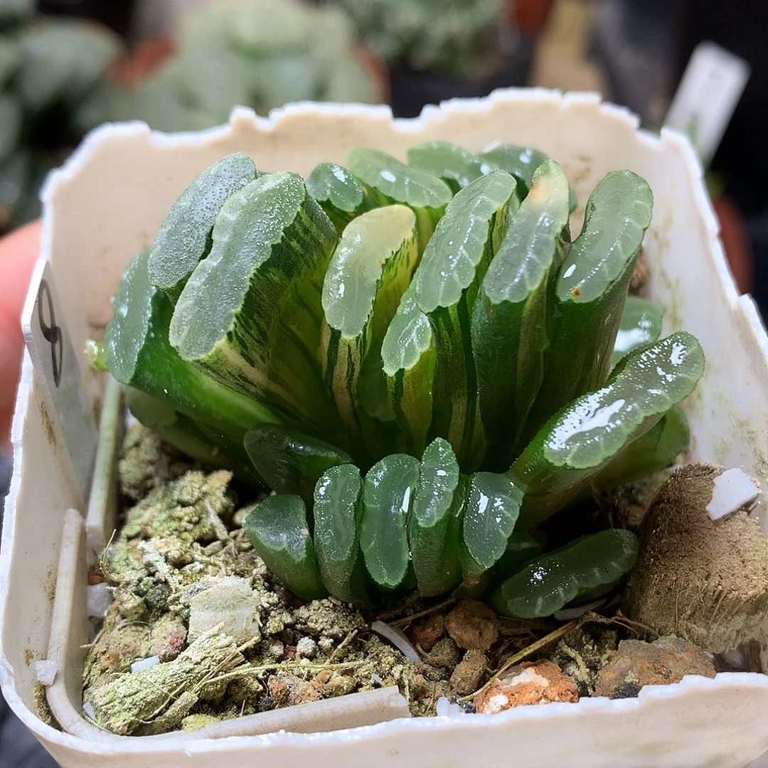 薄叶玉扇锦带盆土发货