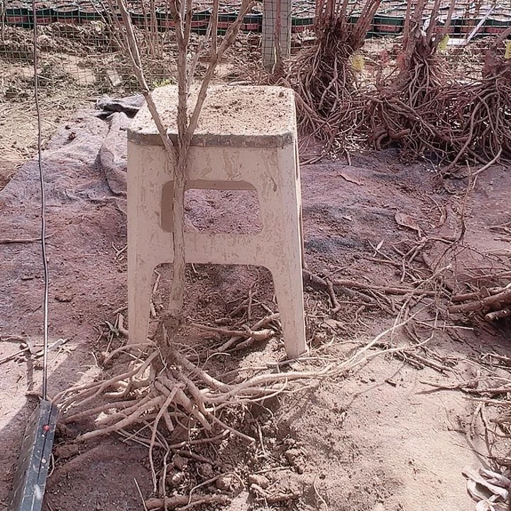 当前无花栽培后可以开花旭刚