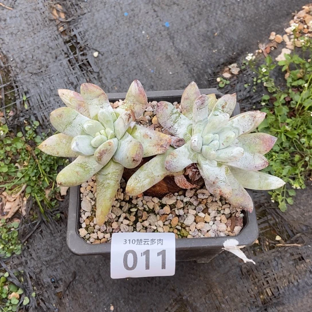 011多肉植物啦啦啦