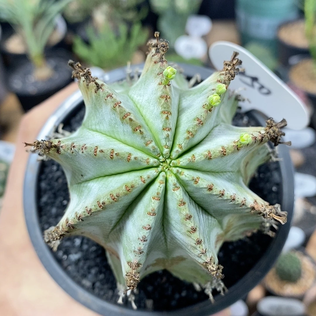 250号实生白衣魁伟玉7.8cm