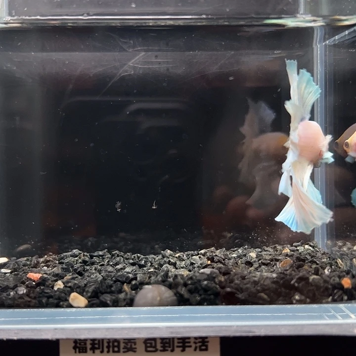 斗鱼竞拍跑单拉黑19日115