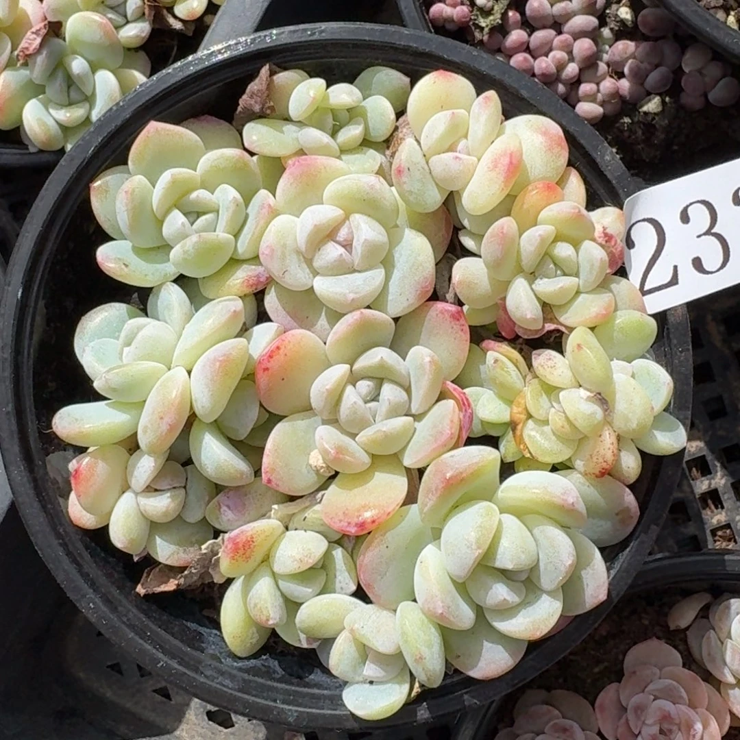 多肉植物多肉植物233