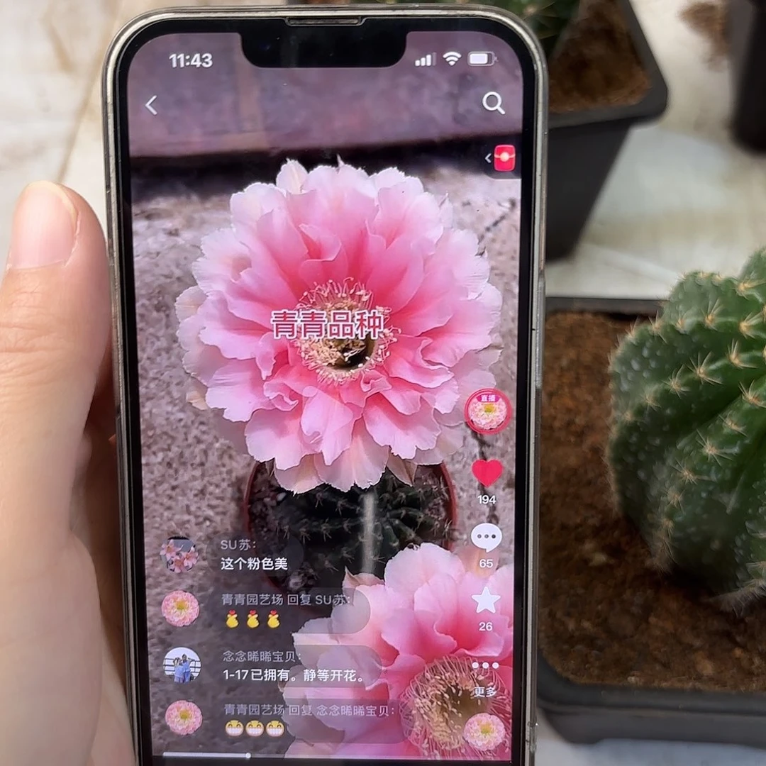 彩草青青珊瑚7.5公分左右