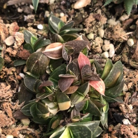 蜗牛子宝锦群蜗牛锦