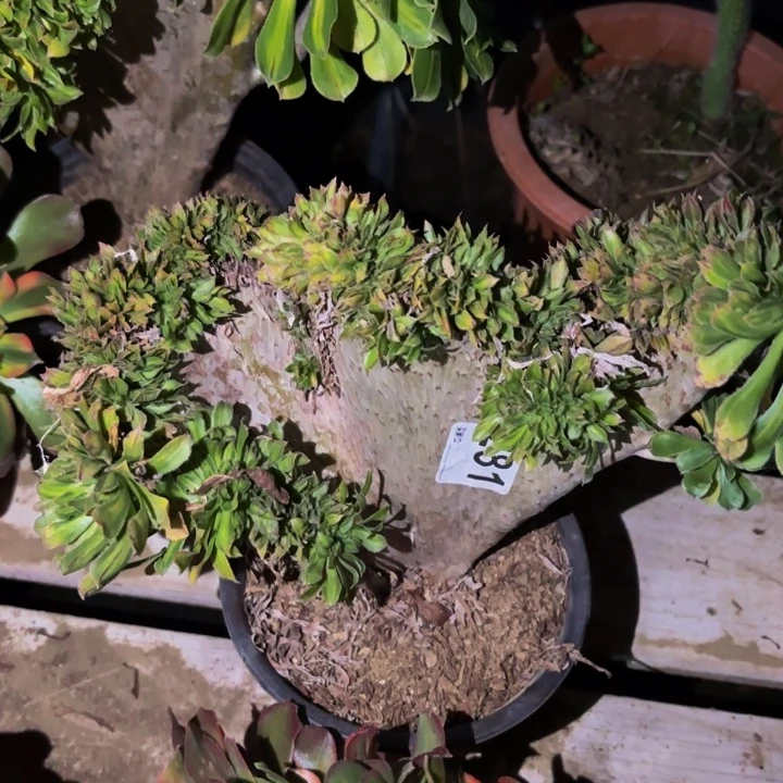 281夕颜多肉植物不售后中班
