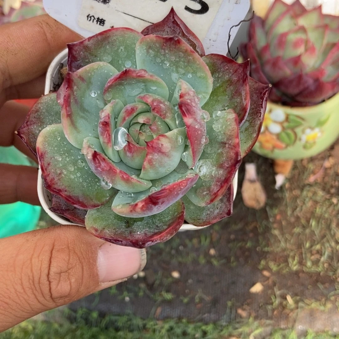 惊鸿一瞥675号楼