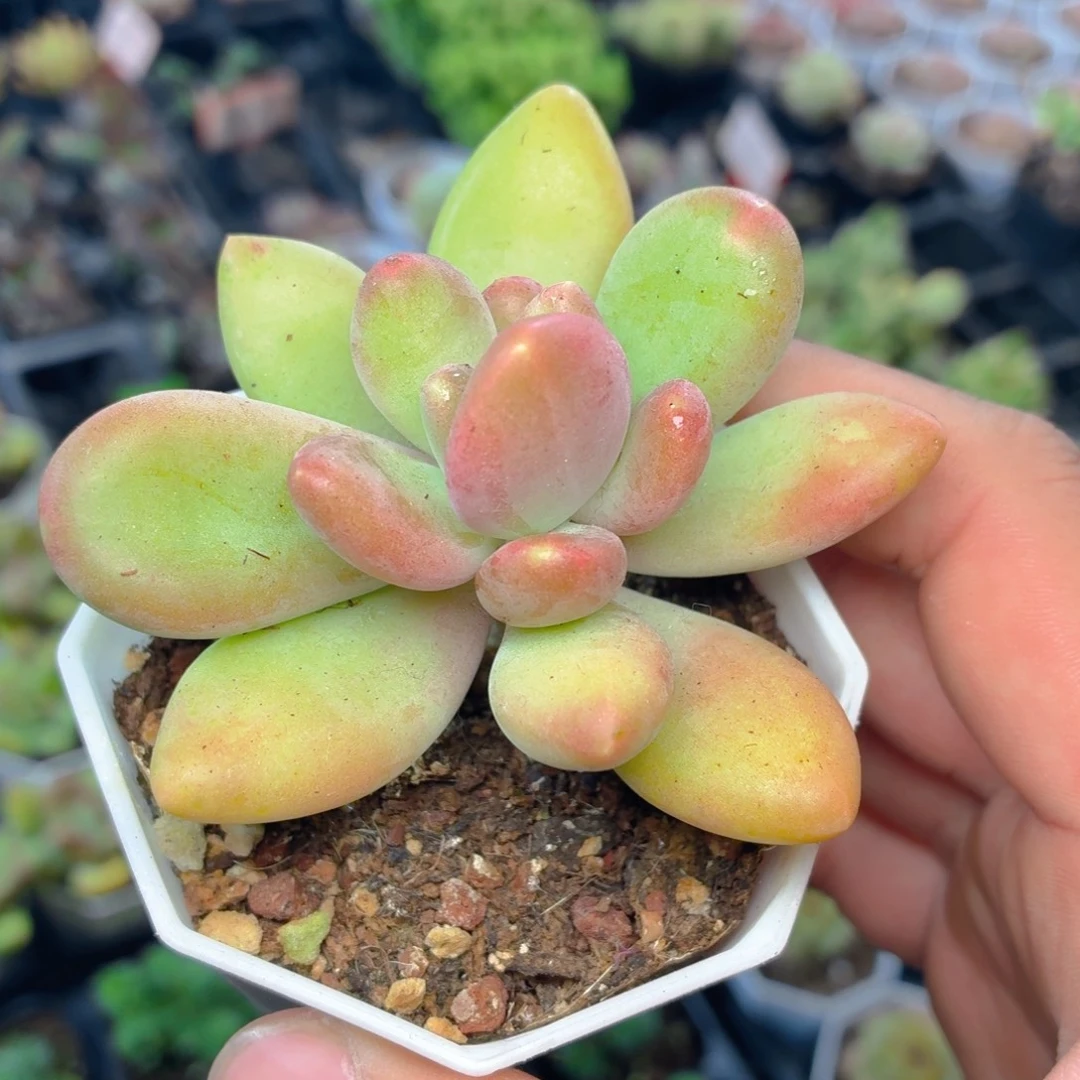 芒果奶多肉9.9包邮发货