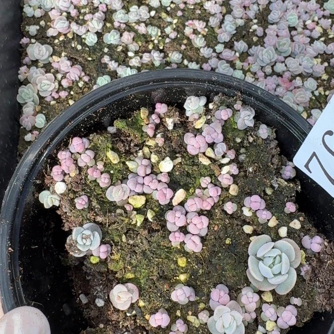 多肉植物多肉植物765