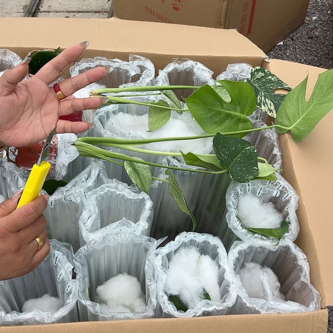 完全开放白怪兽随机发货不售后