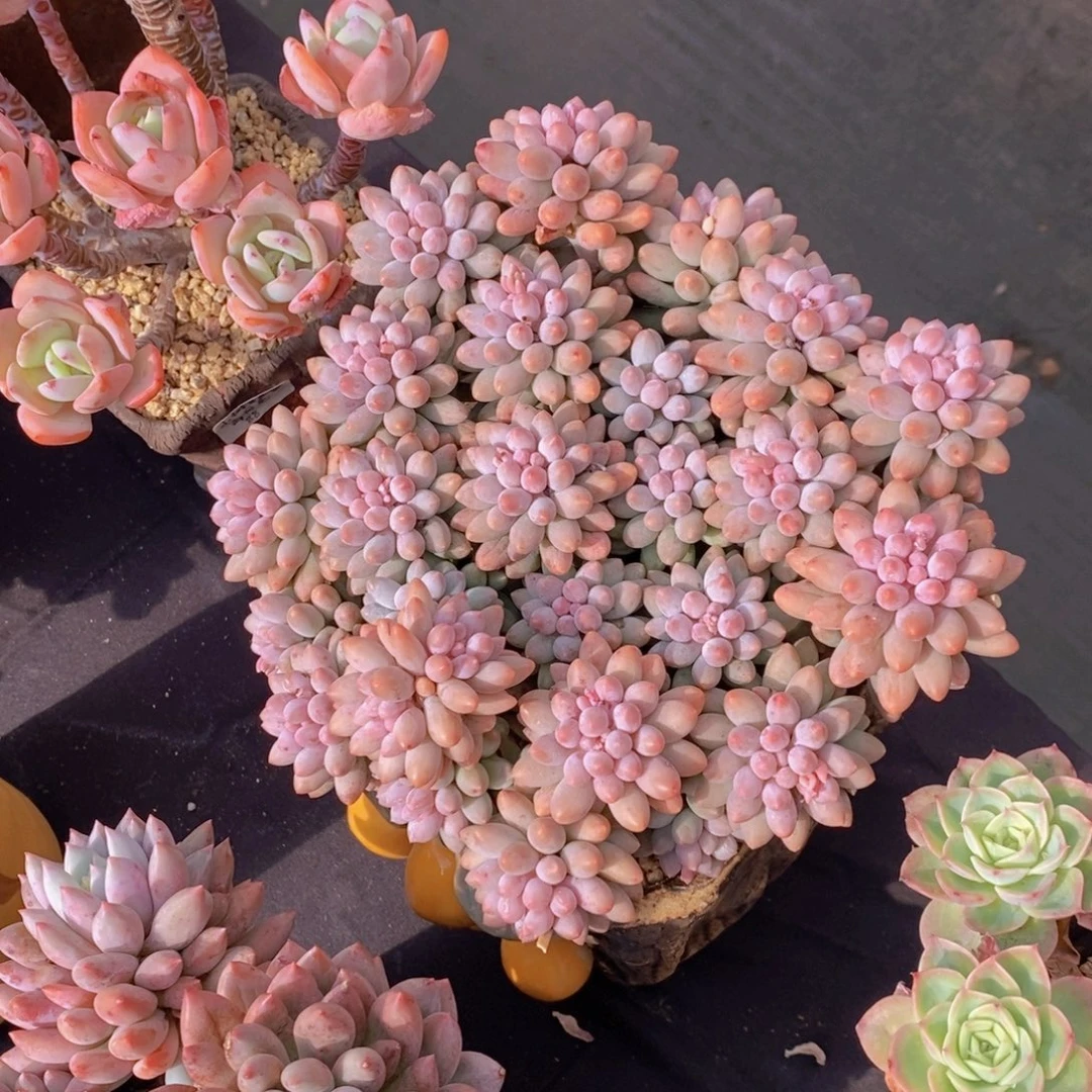 婴儿手指 一物一拍