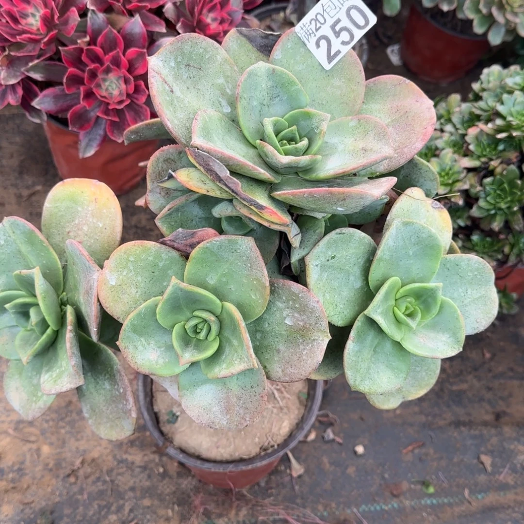 三年厚叶富贵瑕疵250满20包邮断枝不包