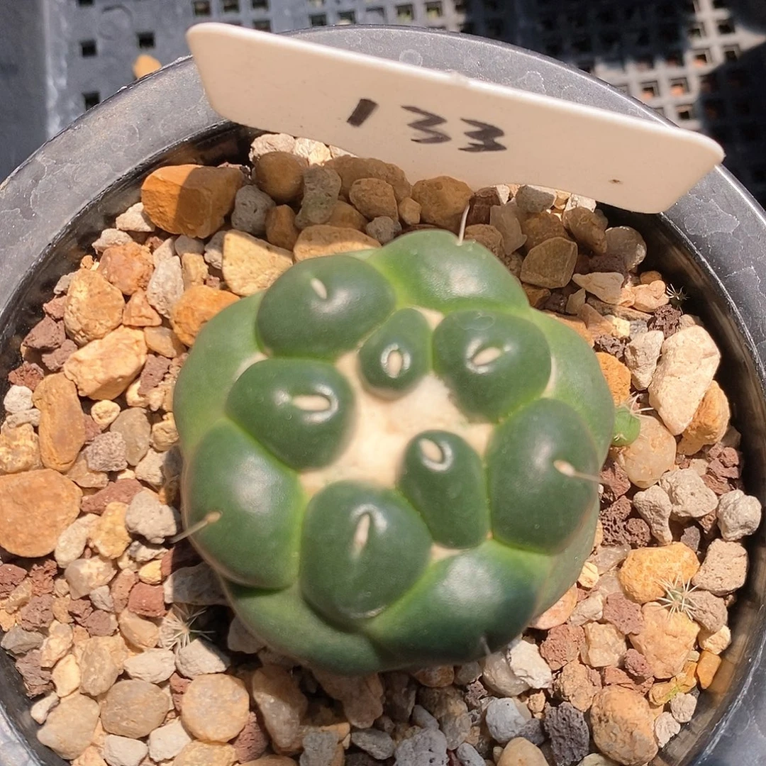 133无刺象牙系列产品