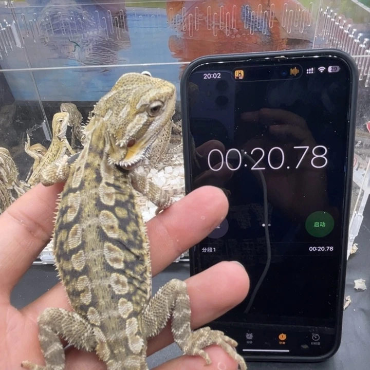 鬃狮蜥鬃狮自己挑选