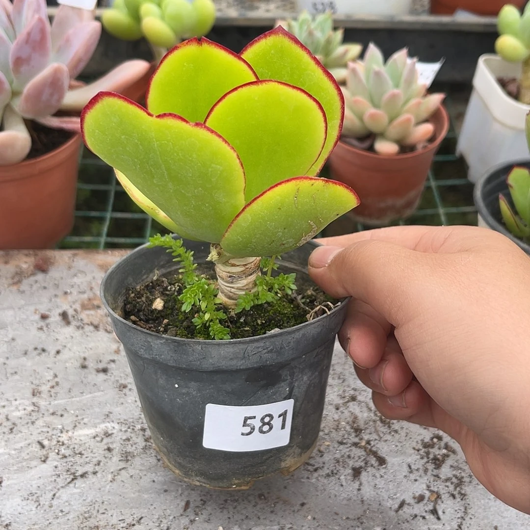 581。   青梅。   1111111111