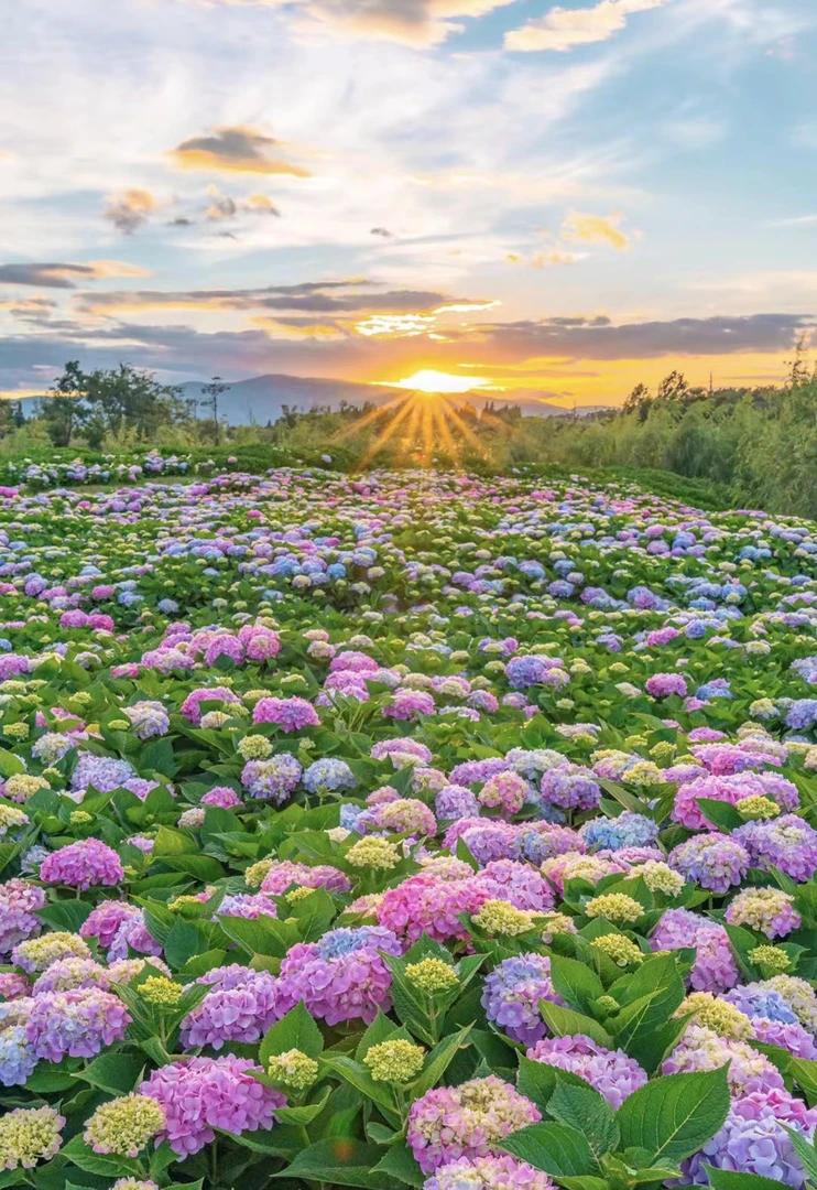 云南露天养殖绣球【一物一拍】可批发1.5加仑盆基地直发庭院阳台