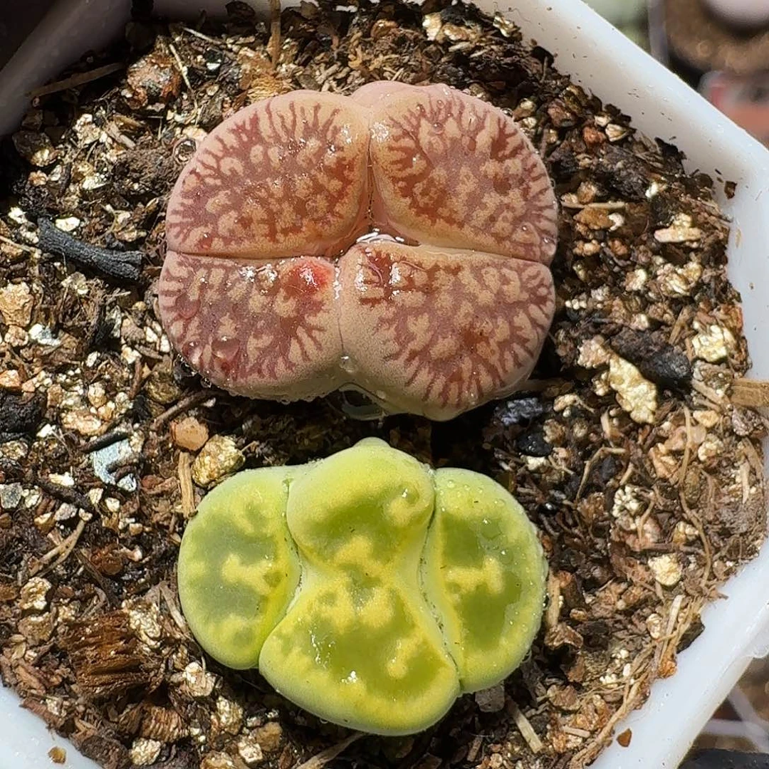 生石花11111111。   152
