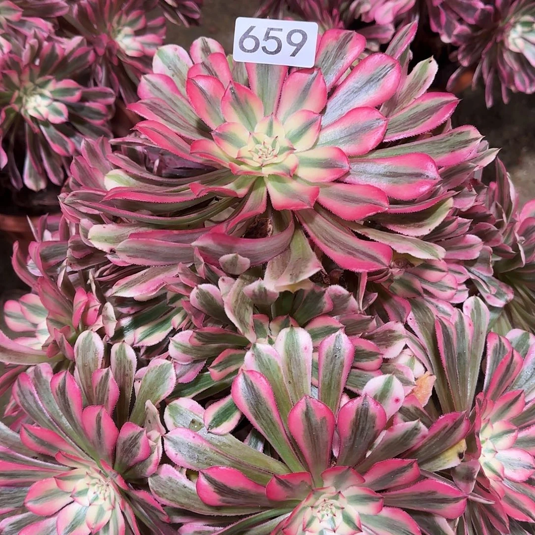 多肉植物法师粉铜659